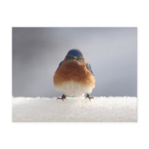 Keurige Blauwe Vogel