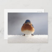 Keurige Blauwe Vogel Feestdagenkaart (Voorkant / Achterkant)