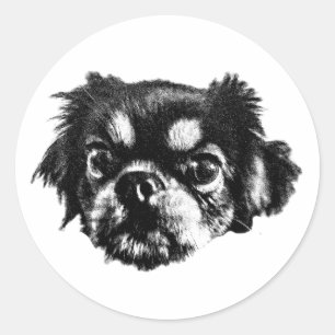 Keurige Pekingees Sticker – Zwart & Witte Gezicht