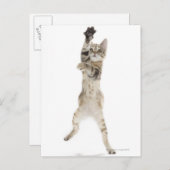 Keuten die op de achterpoten staan briefkaart (Voorkant / Achterkant)