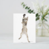 Keuten die op de achterpoten staan briefkaart (Staand voorkant)