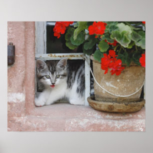 Keuten die uit Venster kijken Poster