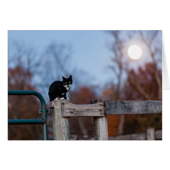 Keuten onder volle maan (Voorkant Horizontaal)