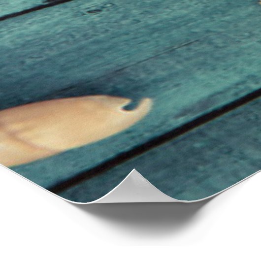 Keuze van de zeeschelpen poster (Hoek)