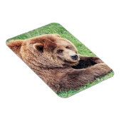 Keuzenbruin Beer foto Magneet (Rechterzijde)