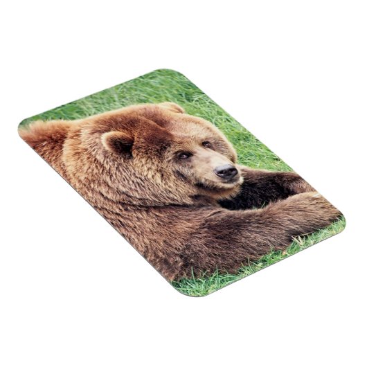 Keuzenbruin Beer foto Magneet (Rechterzijde)