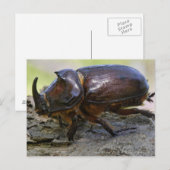 Kever Briefkaart (Voorkant / Achterkant)