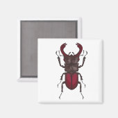 kever magneet (Voorkant / Achterkant)