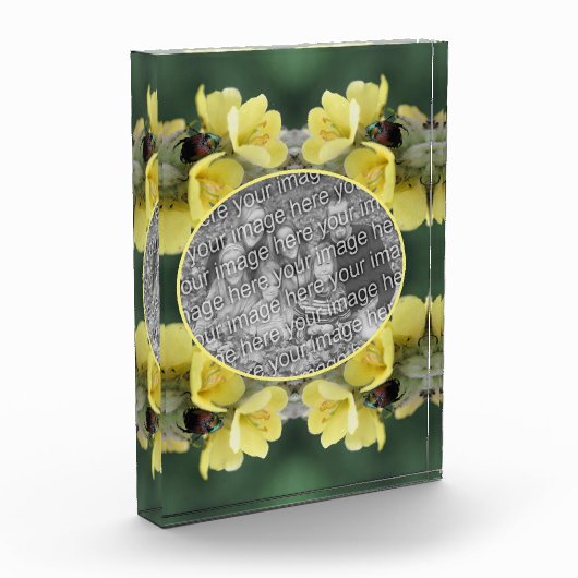 Kever On Wild Mullein Flower Voeg uw Fotoblokken (Links)