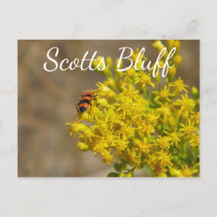 Kever op Goldenrod, Scotts Bluff, Gering, NE Briefkaart