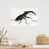 kever poster (Keuken)