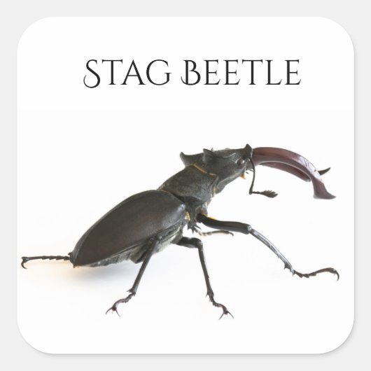 kever vierkante sticker (Voorkant)