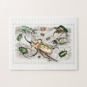 Kevers insecten insecten legpuzzel