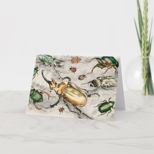 Kevers Insecten Wandluizen Kaart (Voorkant)