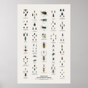 Kevers - Naturalist's Library Poster