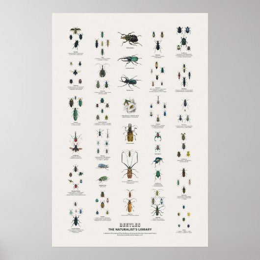 Kevers - Naturalist's Library Poster (Voorkant)