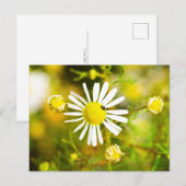 Kevers op gele witte bloem briefkaart (Voorkant / Achterkant)