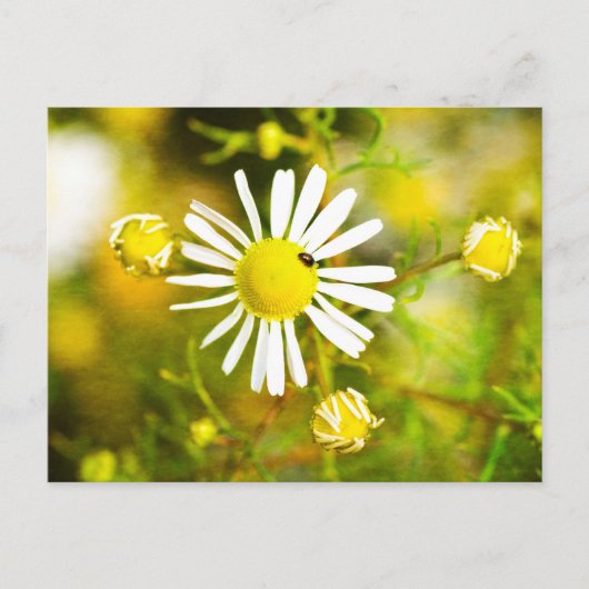 Kevers op gele witte bloem briefkaart (Voorkant)