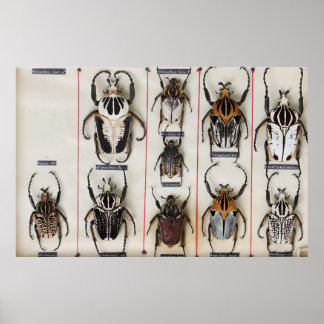 Keversoort Bug Insect natuur foto  Poster