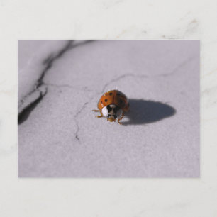 Kevertje Lieveheersbeestje Digitale Macro fotograf Briefkaart
