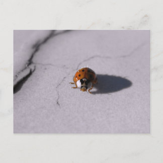 Kevertje Lieveheersbeestje Digitale Macro fotograf Briefkaart
