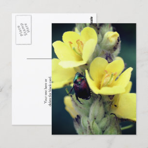 Kevertje op toortsbloem fotografie briefkaart