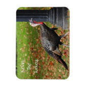 Kevin The Turkey - Old Wethersfield , CT Magneet (Verticaal)