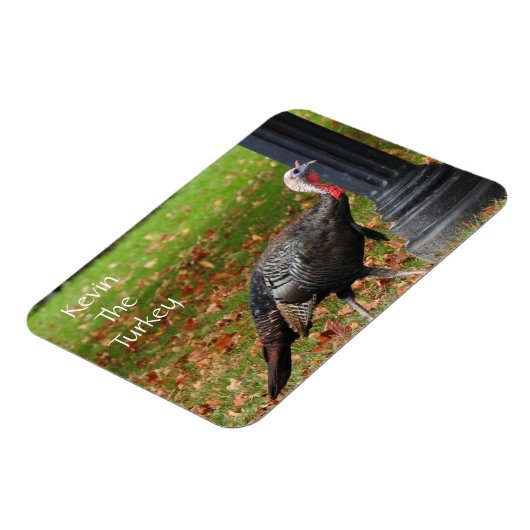 Kevin The Turkey - Old Wethersfield , CT Magneet (Linkerzijde)