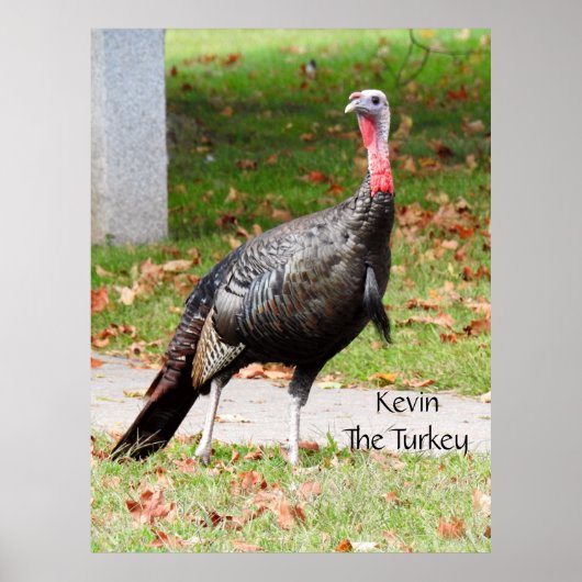 Kevin The Turkey - Old Wethersfield , CT Poster (Voorkant)