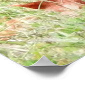 Kevin The Turkey - Old Wethersfield , CT Poster (Hoek)