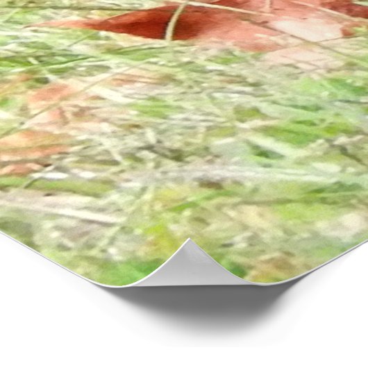 Kevin The Turkey - Old Wethersfield , CT Poster (Hoek)