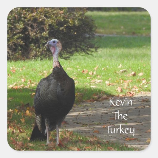 Kevin The Turkey - Old Wethersfield , CT Vierkante Sticker (Voorkant)