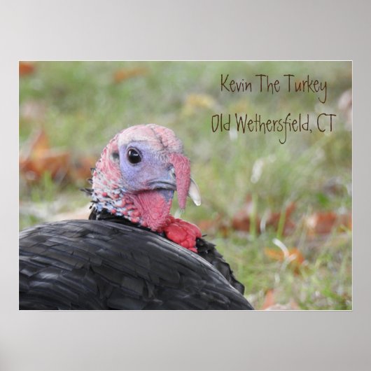 Kevin The Turkey - Old Wethersfield Poster (Voorkant)