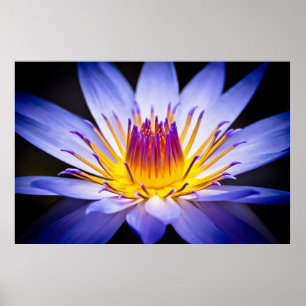 Kew Gardens Waterlily, Londen Poster