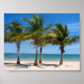 Key Biscayne palms Poster (Voorkant)