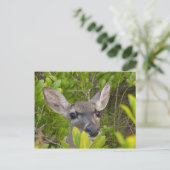 Key Deer Briefkaart (Staand voorkant)