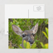 Key Deer Briefkaart (Voorkant / Achterkant)