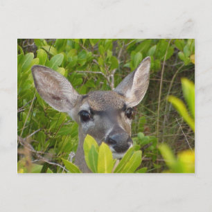 Key Deer Briefkaart