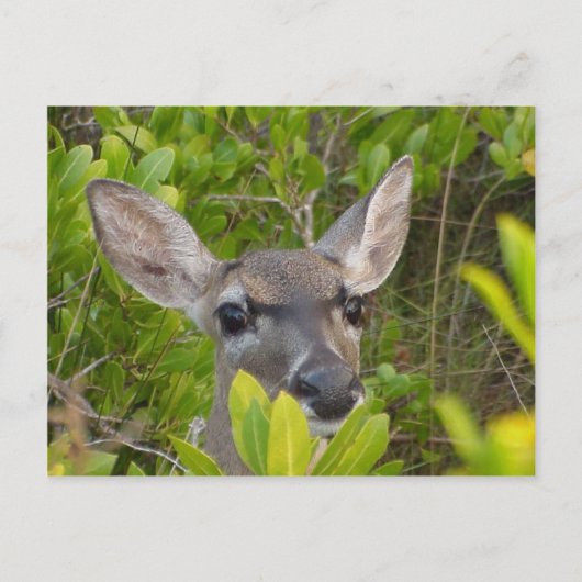 Key Deer Briefkaart (Voorkant)
