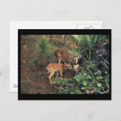 Key Deer Briefkaart (Voorkant / Achterkant)