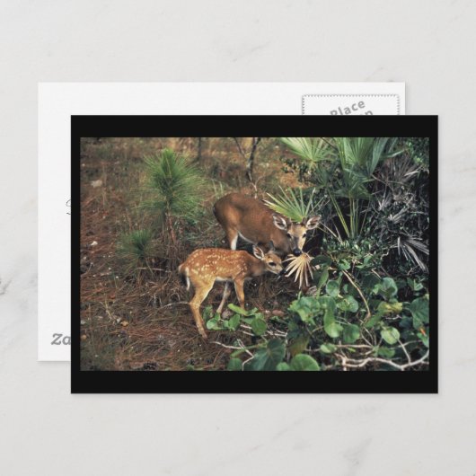 Key Deer Briefkaart (Voorkant / Achterkant)