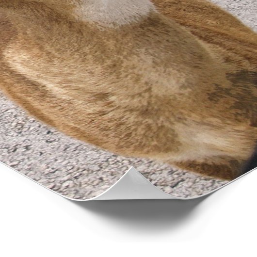 Key Deer-spreken Poster (Hoek)