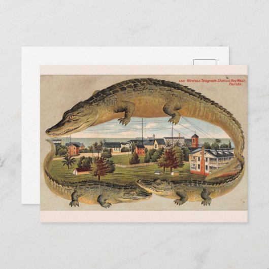  Key West Alligator Briefkaart (Voorkant / Achterkant)