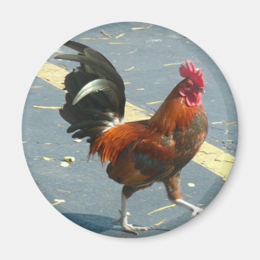 Key West Chicken Magneet (Voorkant)
