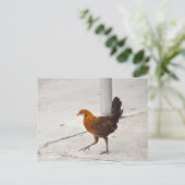 Key West Chicken on Sidewalk Florida Briefkaart (Staand voorkant)
