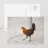 Key West Chicken on Sidewalk Florida Briefkaart (Voorkant / Achterkant)