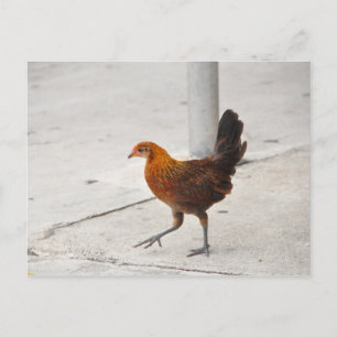 Key West Chicken on Sidewalk Florida Briefkaart