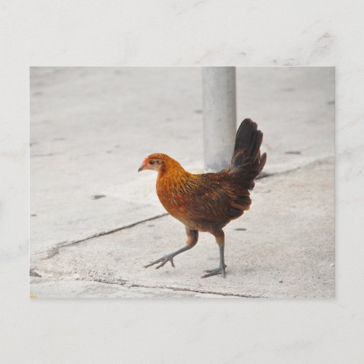 Key West Chicken on Sidewalk Florida Briefkaart (Voorkant)