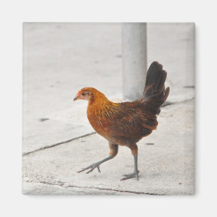 Key West Chicken on Sidewalk Florida Magnet