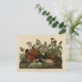 Key-west Dove, Quail-Dove Audubon Birds of America Briefkaart (Staand voorkant)